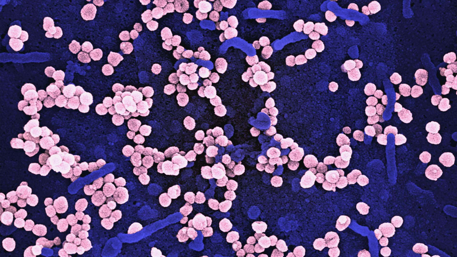 The Role of Genetics in Modern Medical Research